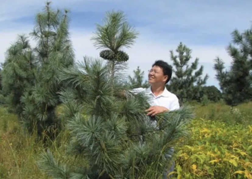 嫁接红松苗 松塔杯苗!二年可结松塔! 技术成熟质量保证!