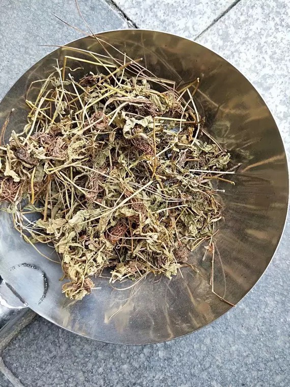 中药材灯盏草 灯盏细辛