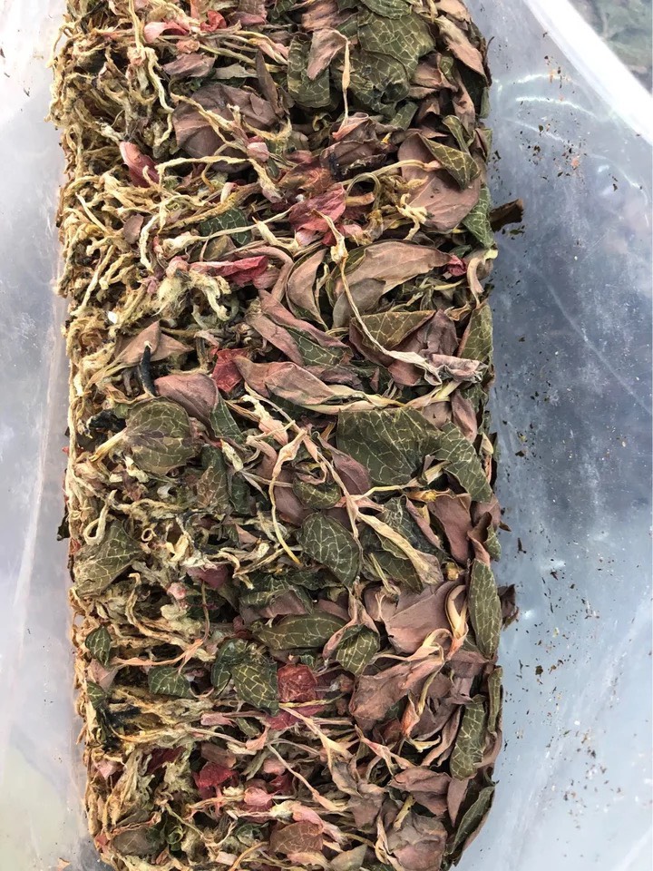中药材 名贵药材 金线莲