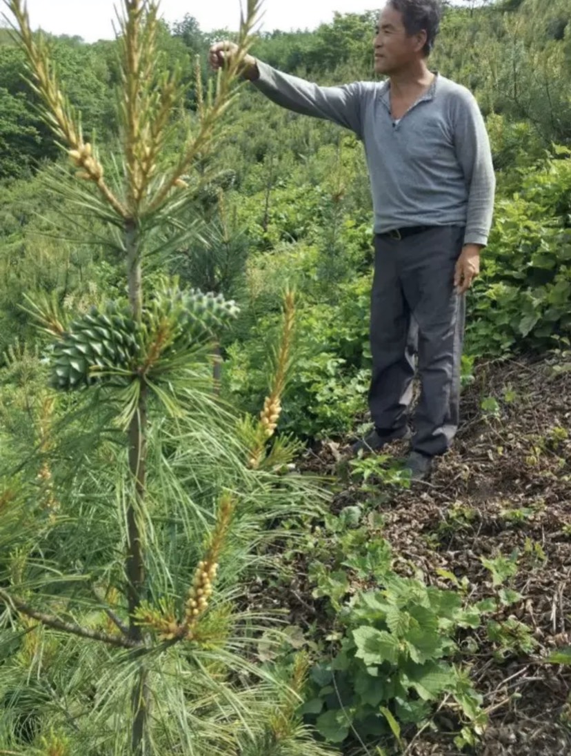 嫁接红松苗 松塔杯苗!二年可结松塔! 技术成熟质量保证!