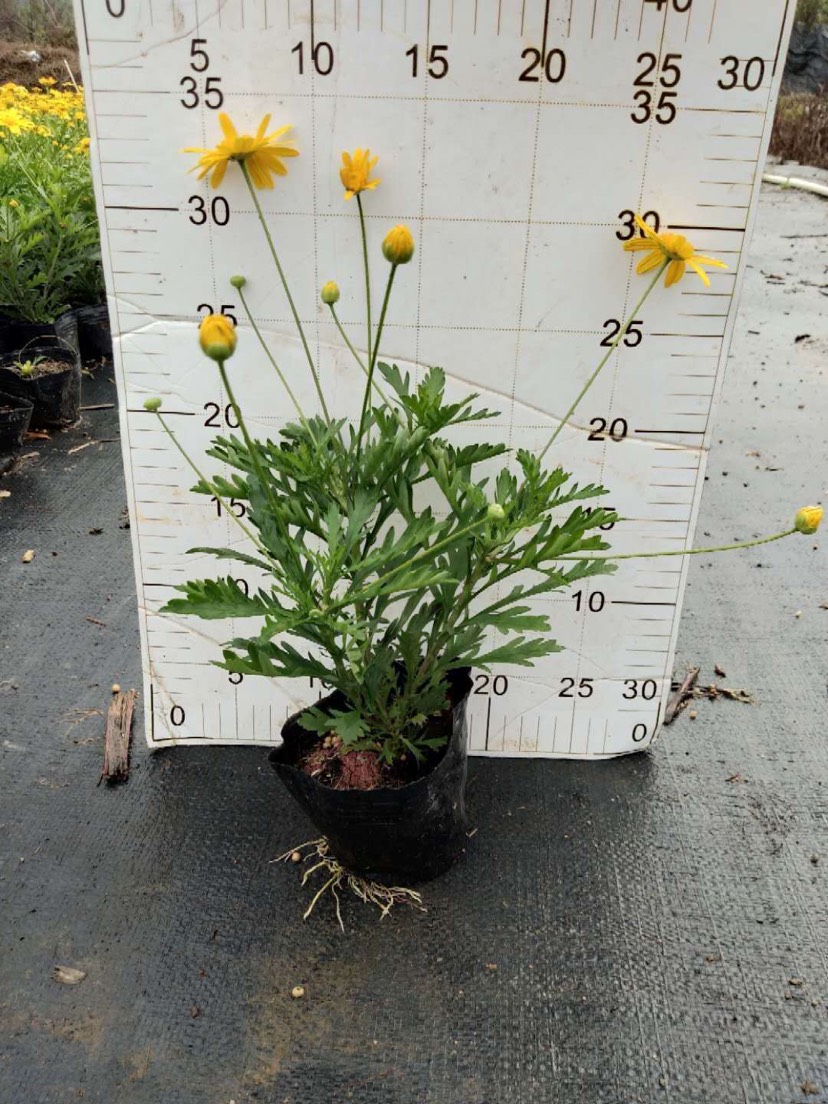 [黄金菊批发] 黄金菊袋苗高20冠15 花朵却是黄色的连