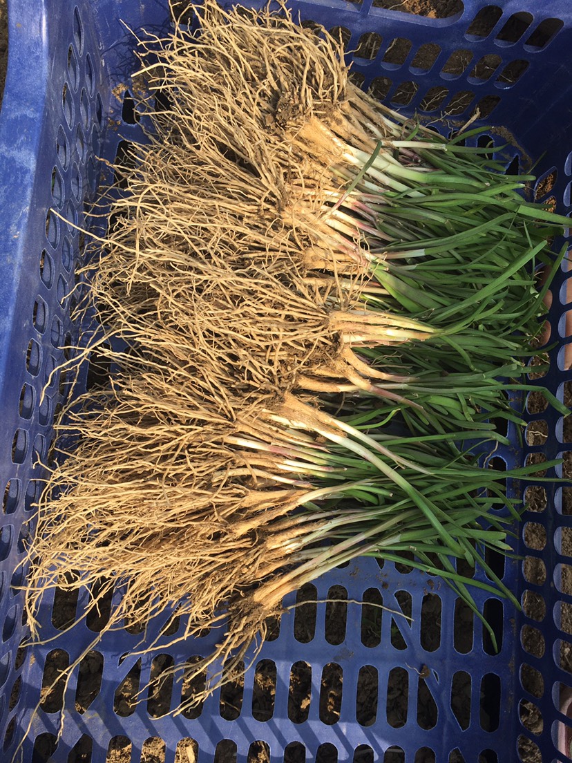 新韭菜根红根
