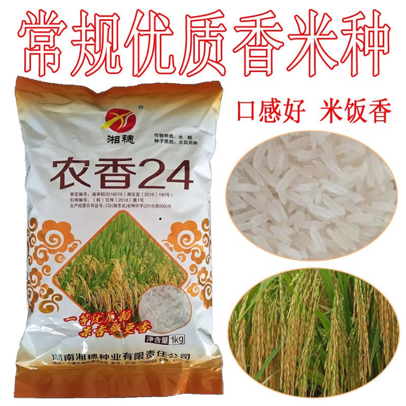 农香24水稻种子 农香24 优质香米稻种 常规水稻种 晚稻