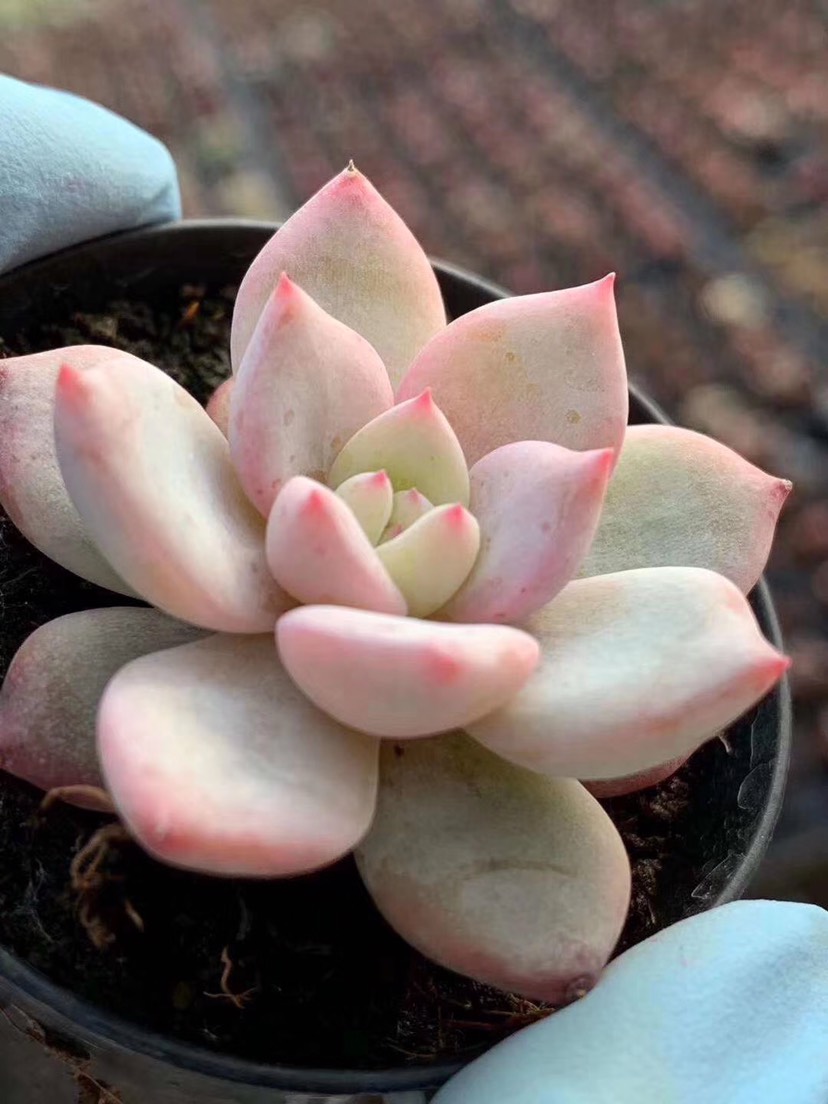 吉娃娃多肉 吉娃娃包子地苗 带根 3cm 叶展