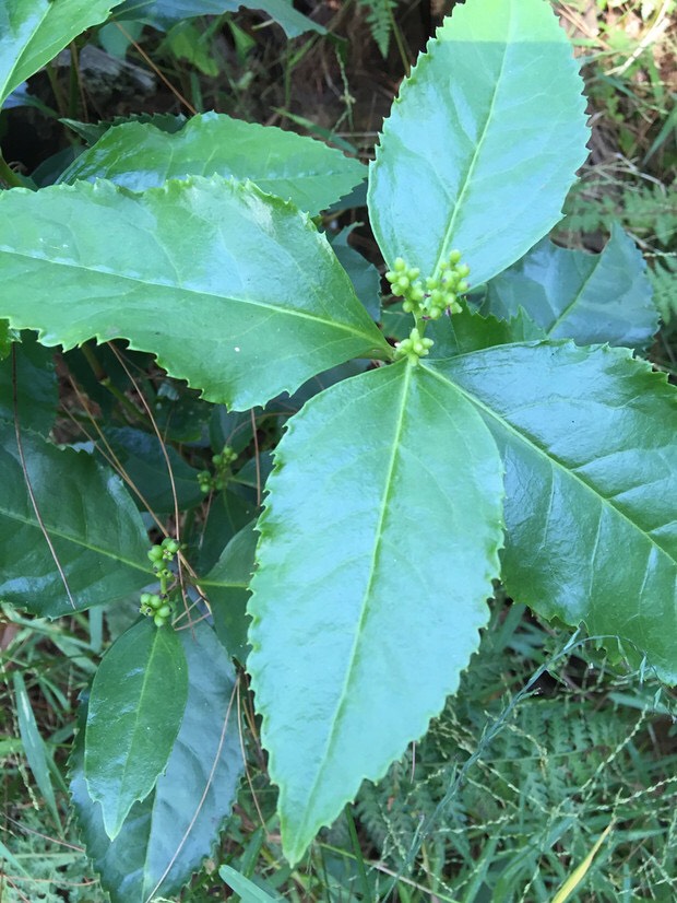 山鸡茶 草珊瑚 九节茶