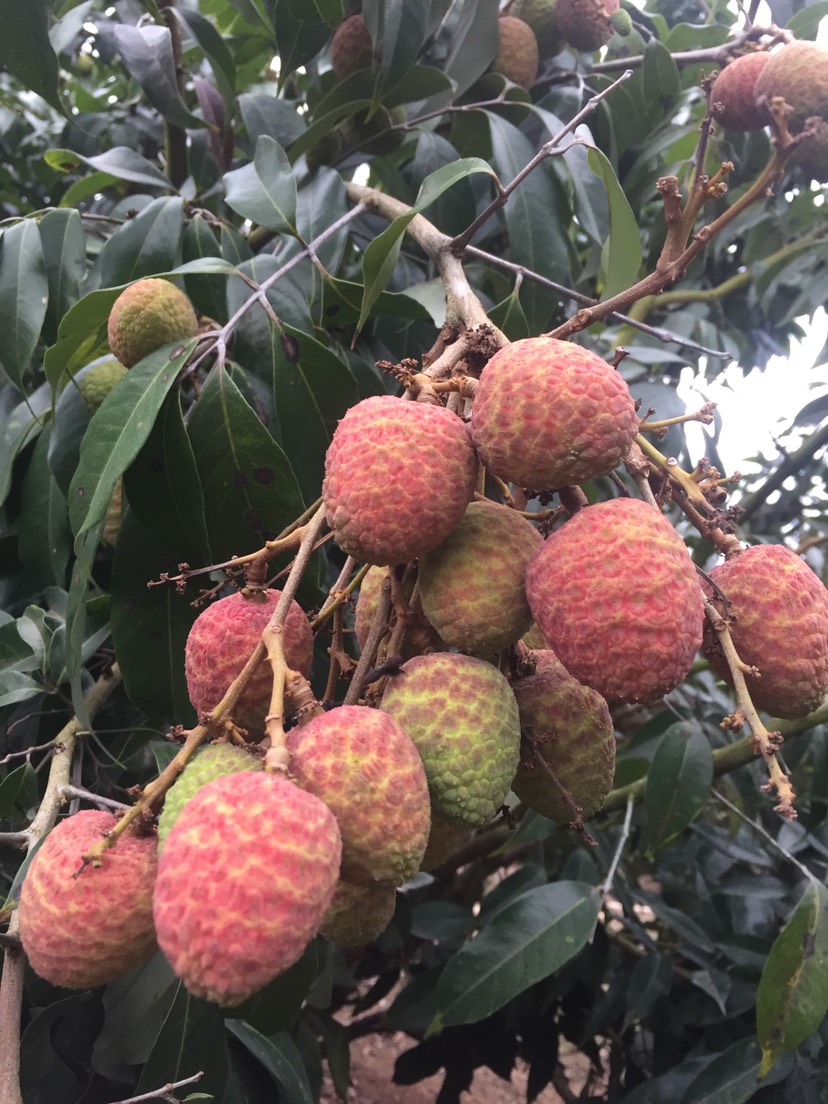 三月红荔枝 海南4月红桂花香即将上市