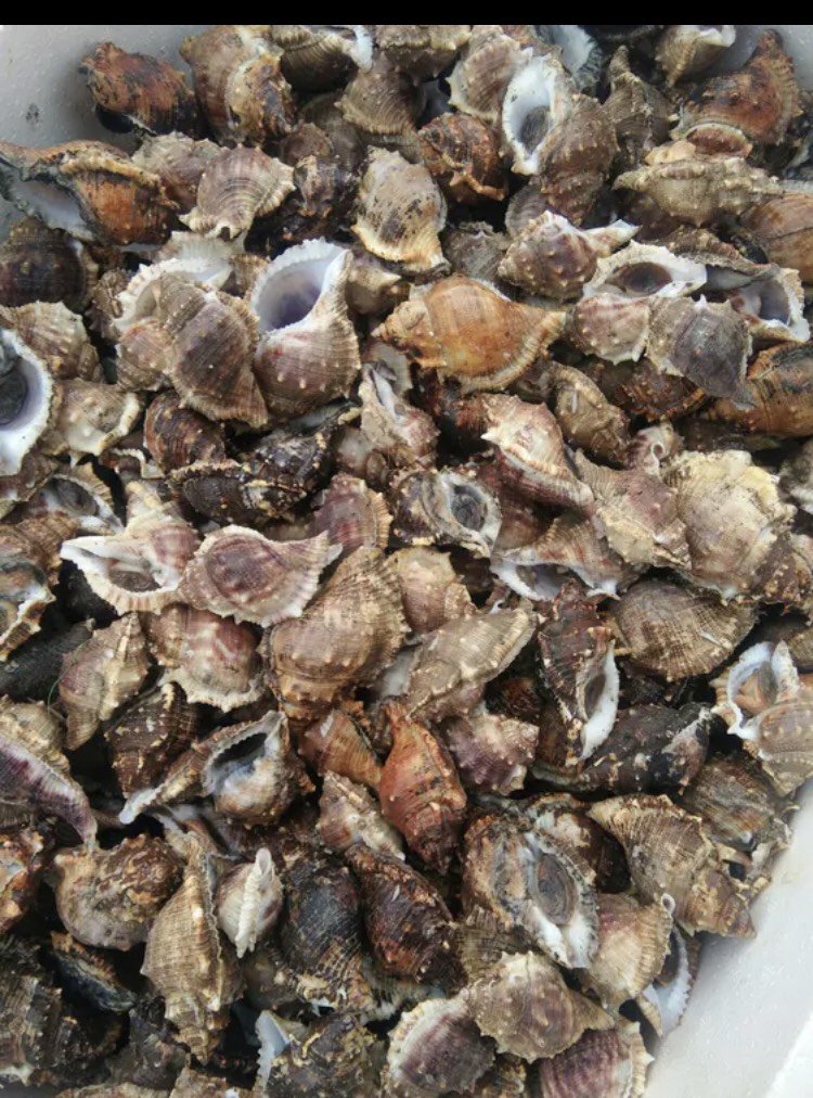 商品属性 品种名:海角螺 品种名:海角螺 规格:10-20只/公斤 用途:食用
