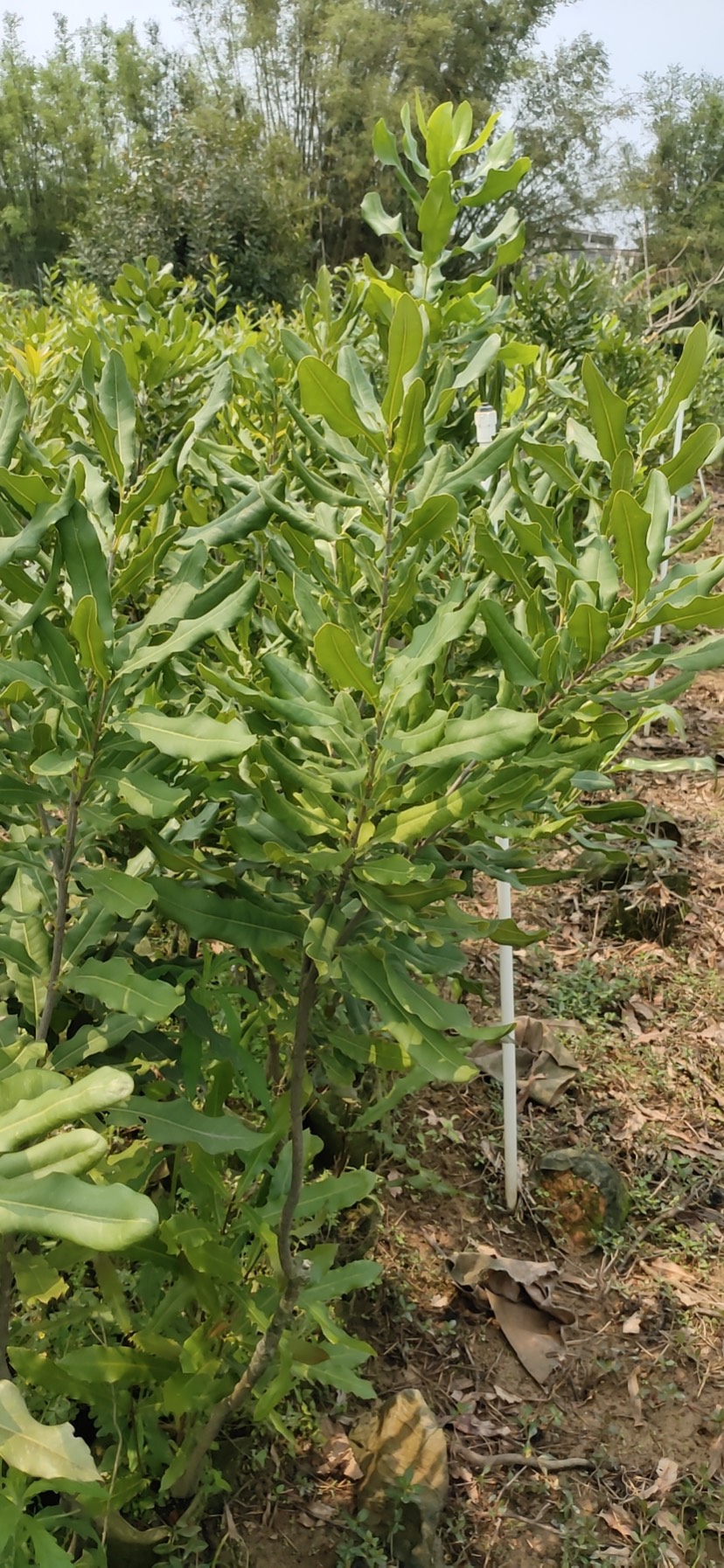 南宁兴宁区澳洲坚果苗 澳洲坚果3年苗