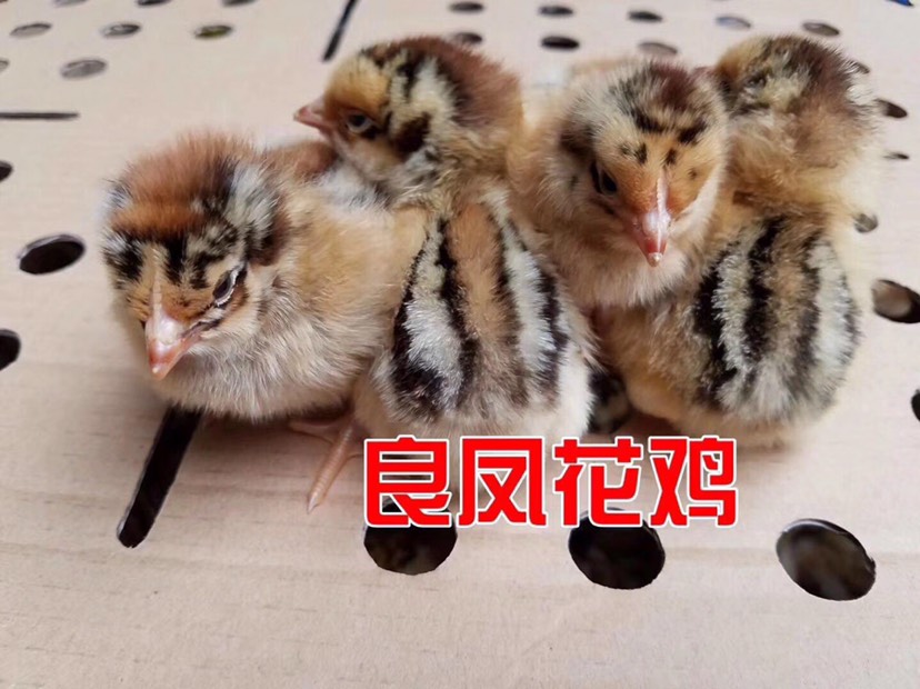 良凤花鸡苗 统货