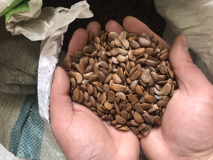 黑枣种子 软枣种子 当年软枣种子 出芽率高 24小时顺丰发货