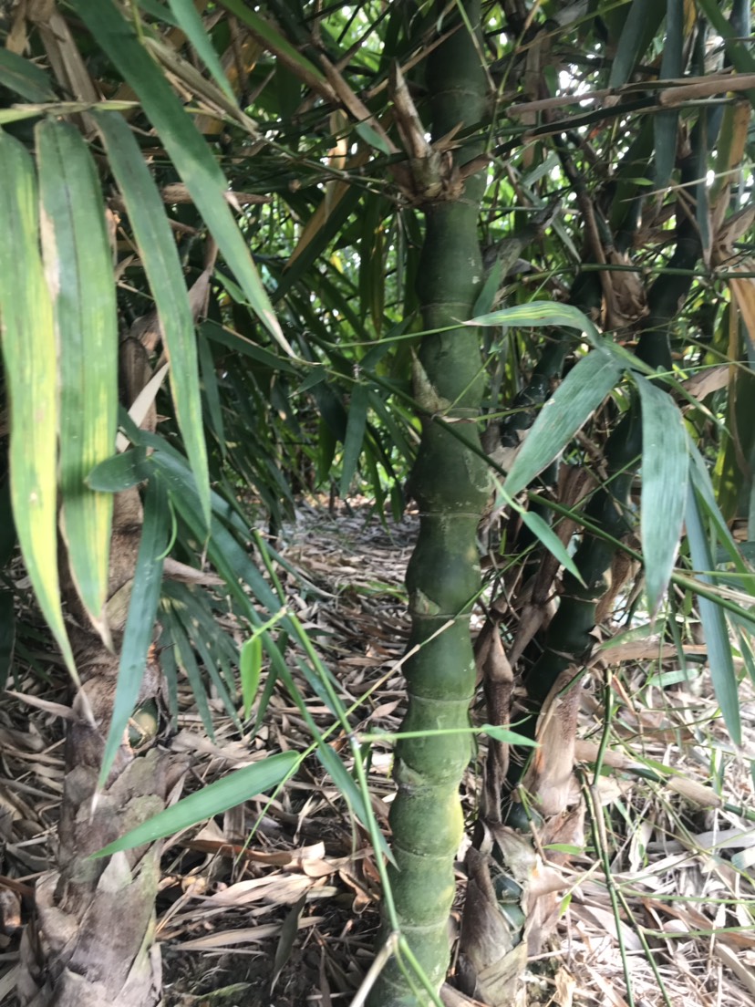 佛肚竹罗汉竹成年大佛肚竹佛肚竹罗汉竹成年大佛肚竹农