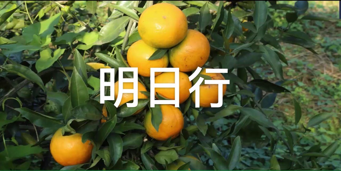 柑桔枝条 明日行 新津60号 快递包邮 正品保障