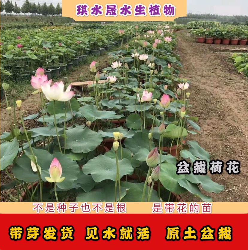 [荷花批发]荷花苗观赏四季盆栽荷花价格7元/盆 - 惠农