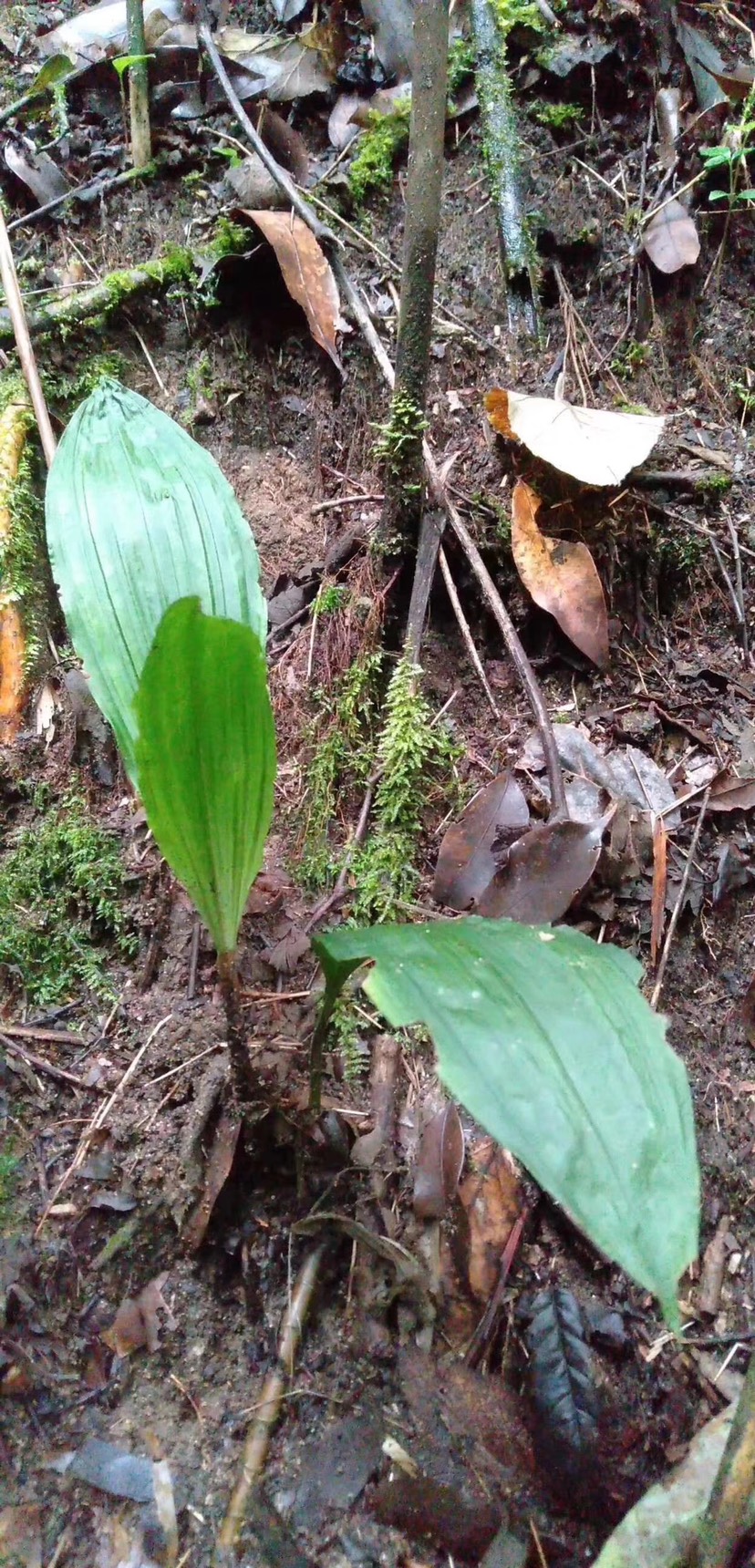 山慈菇干货