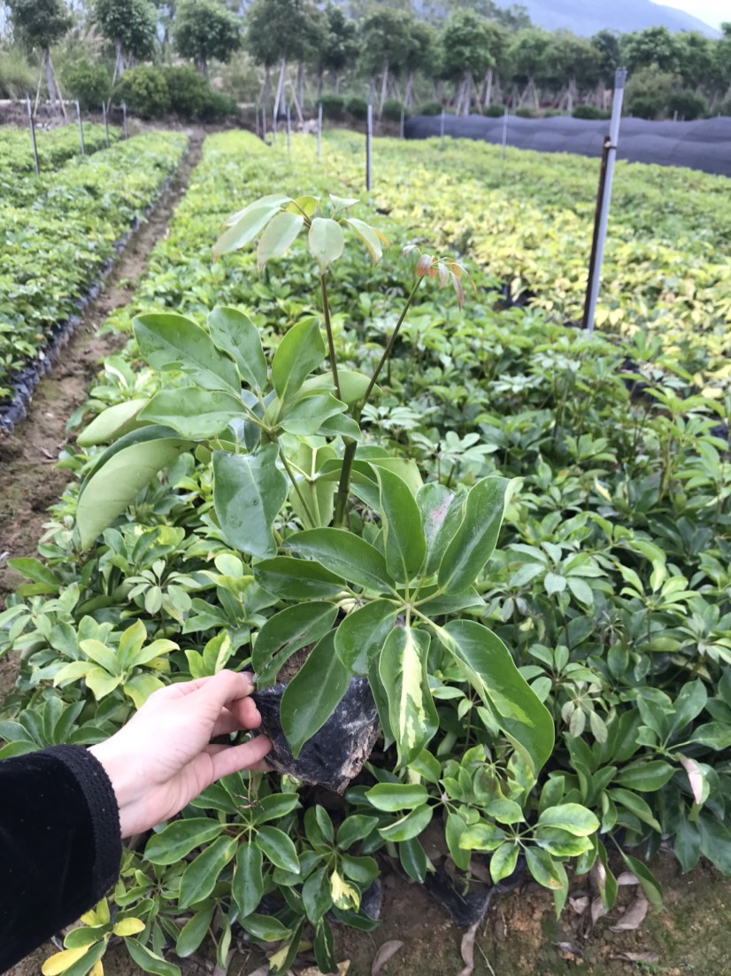 鸭脚木 鹅掌柴场地直供 25～40高一手货源 批发价格