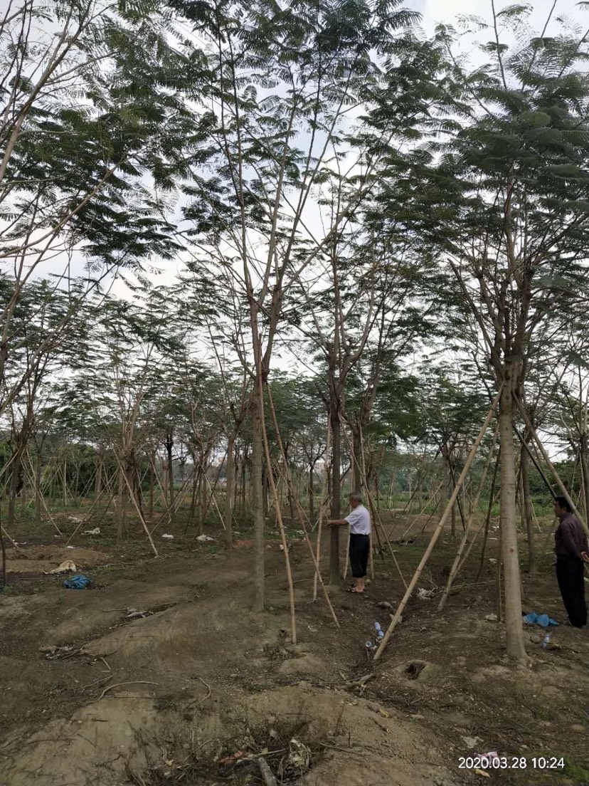 凤凰木 8分到30地苗假植苗都有,过有其它品种