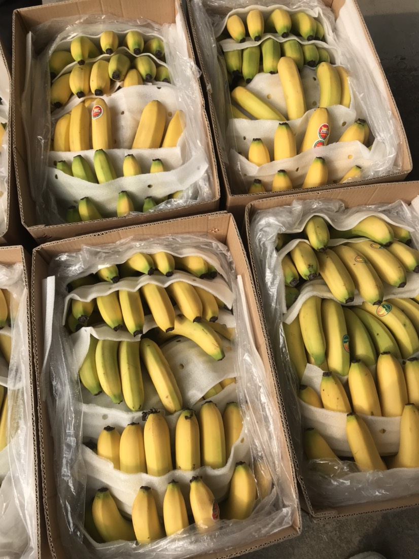 [巴西香蕉批发] 香蕉价格120元/箱 - 惠农网
