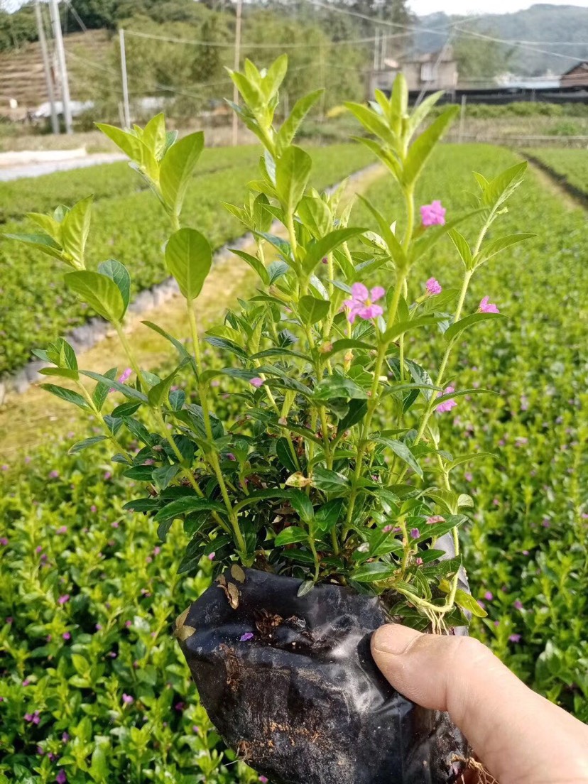 雪茄花满天星萼距花自家货源物美价廉