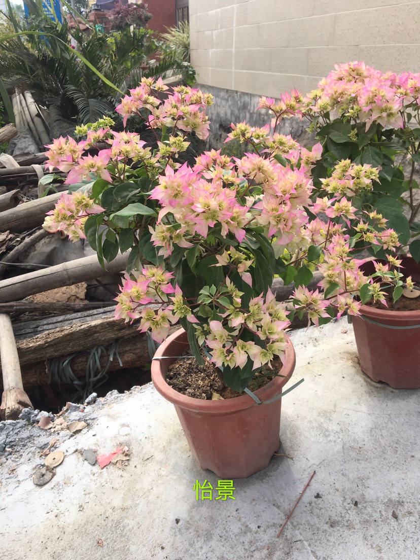 [绿页怡锦三角梅批发]怡锦 重瓣怡景小苗价格2元/棵
