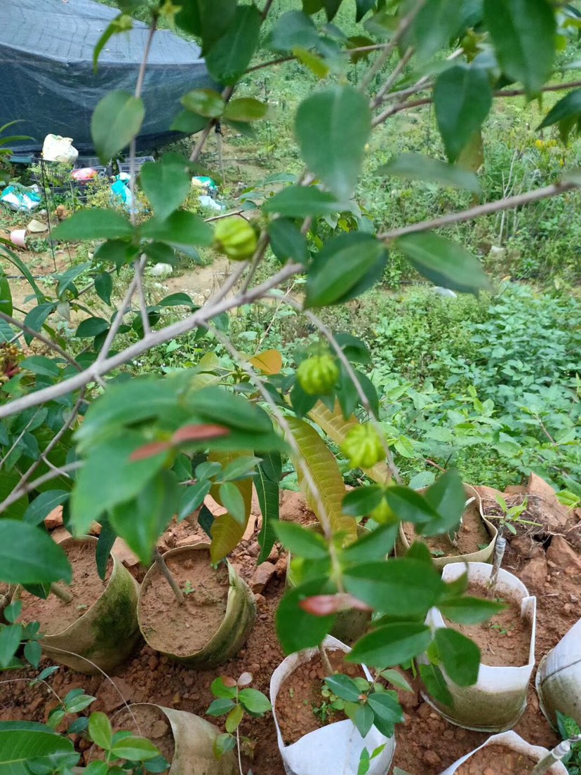 供应大厅  种子种苗  灯笼果苗 收藏 分享