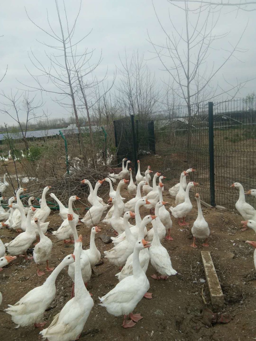 商品属性 品种名:浙东白鹅 品种名:浙东白鹅 生长环境:全散养 单只重