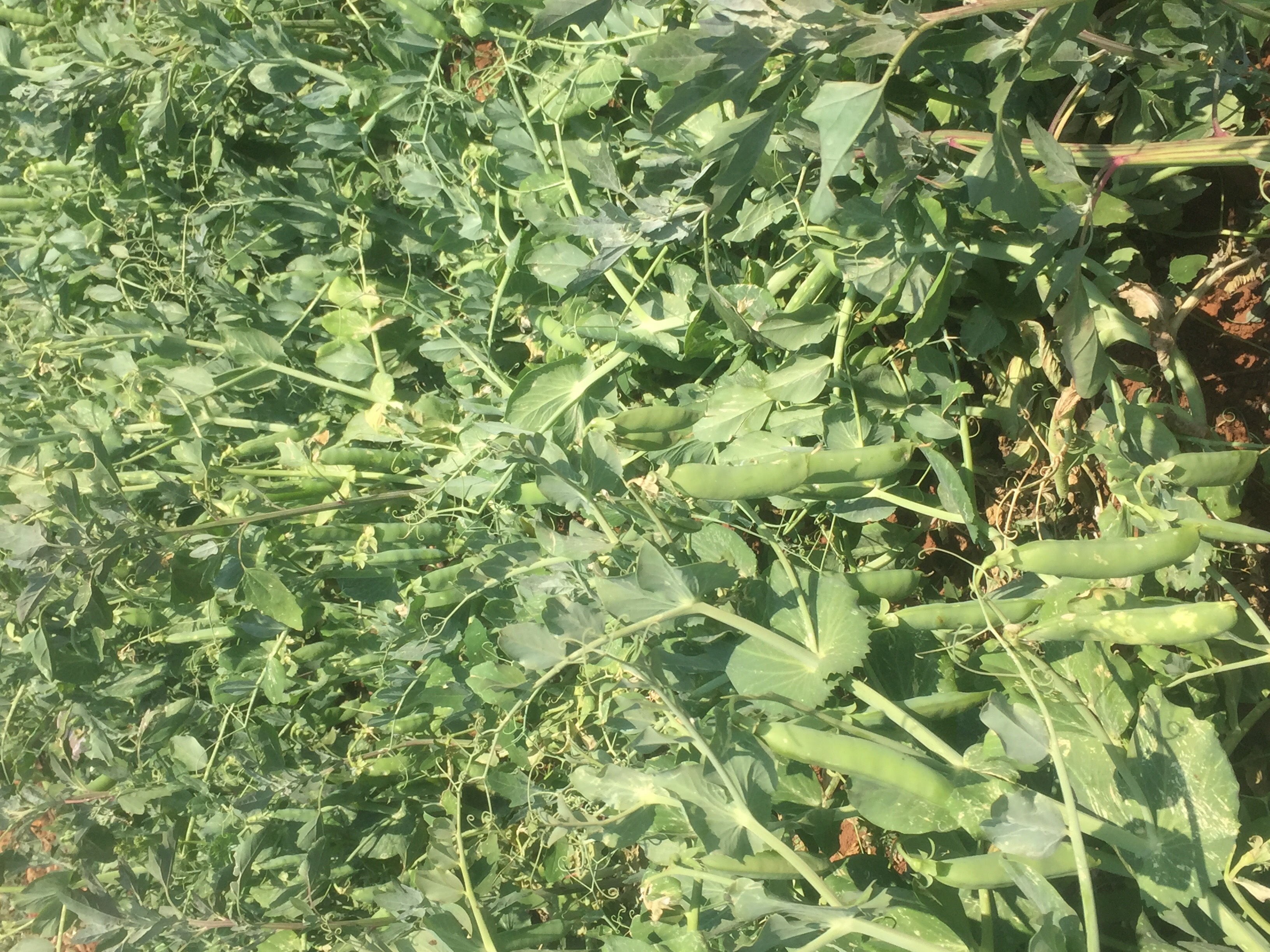 长寿仁豌豆有需要的老板请联系我量大