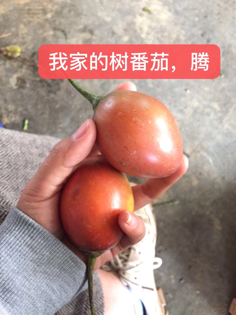 供应大厅  蔬菜 西红柿