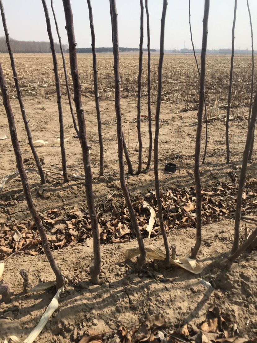 苹果树苗 移栽根鸡心果树苗 一刀.