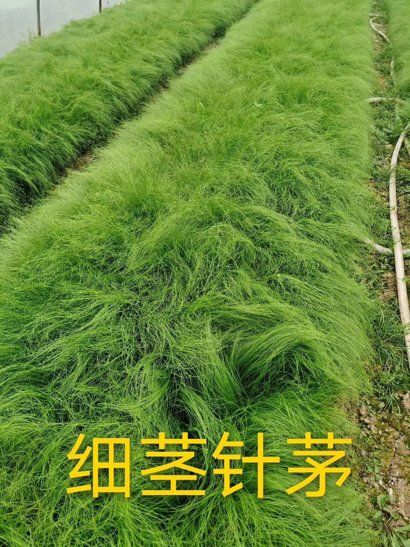 细叶针芒 细茎针茅 墨西哥羽毛草