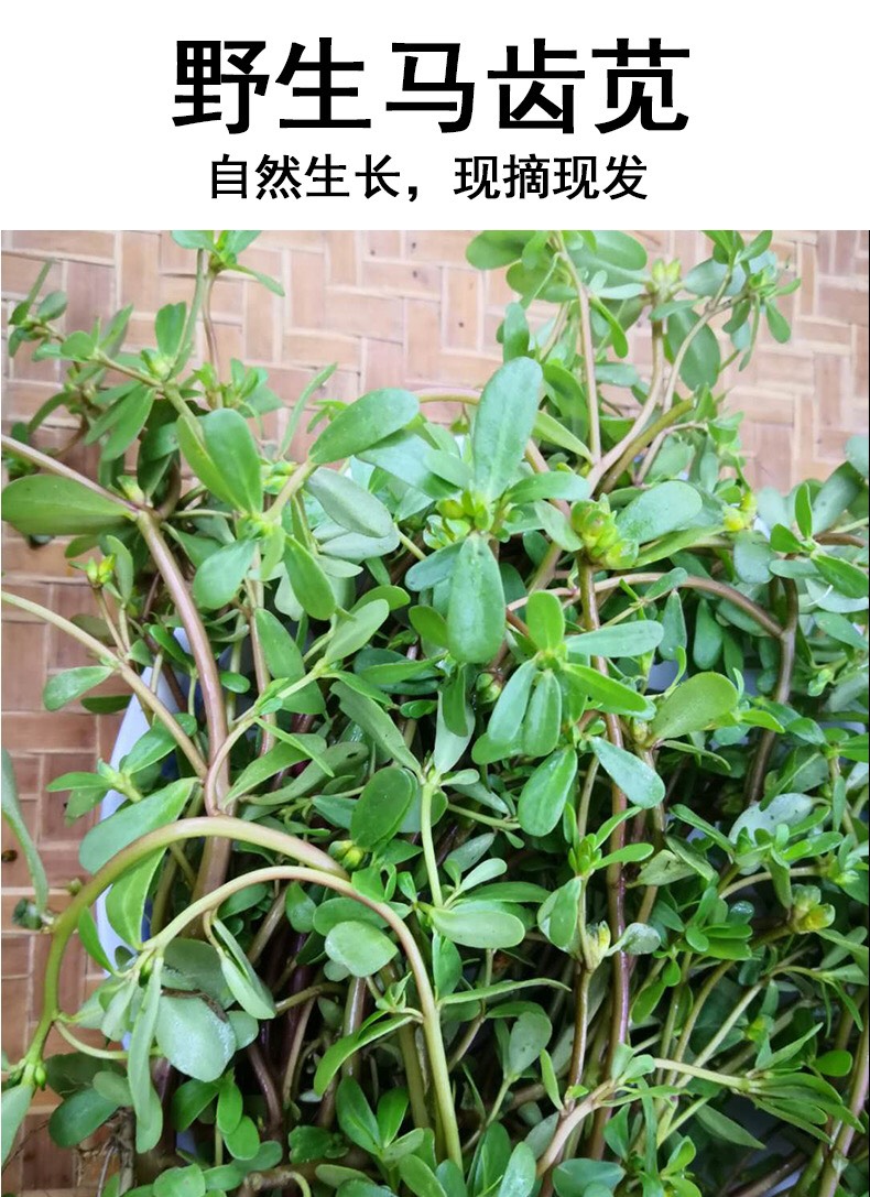 马齿苋干 新鲜马齿苋菜野五行草马苋菜蚂蚁菜长寿菜野菜马蜂菜