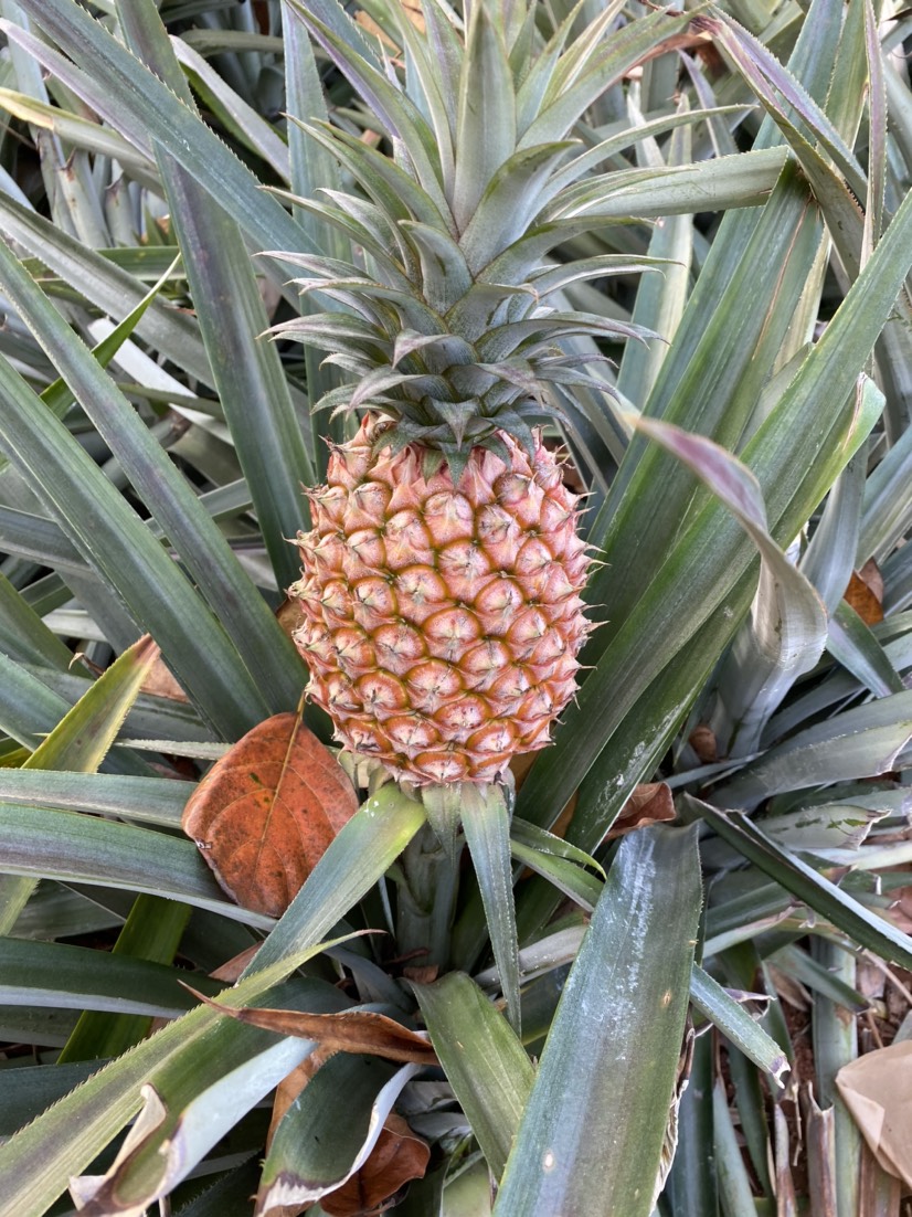 手撕菠萝 海南树上熟手撕凤梨,甜到你想飞