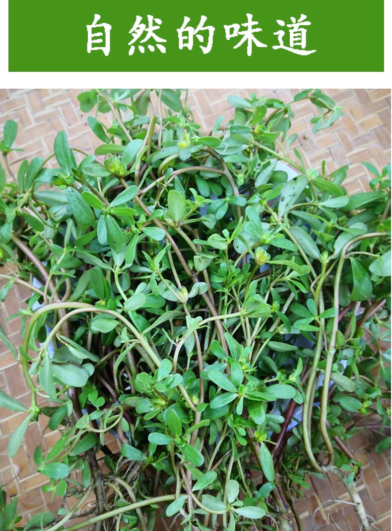 马齿苋干 新鲜马齿苋菜野五行草马苋菜蚂蚁菜长寿菜野菜马蜂菜