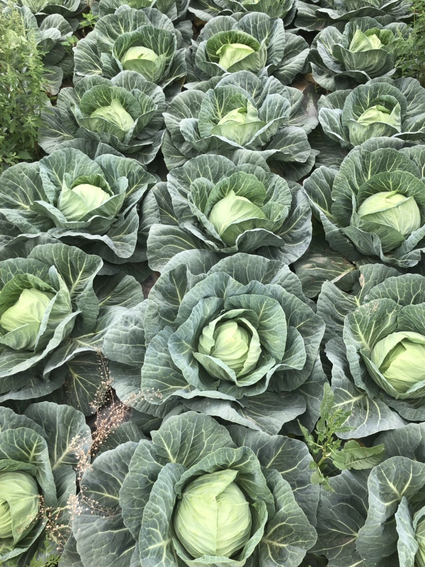 莲花白包菜 连花白