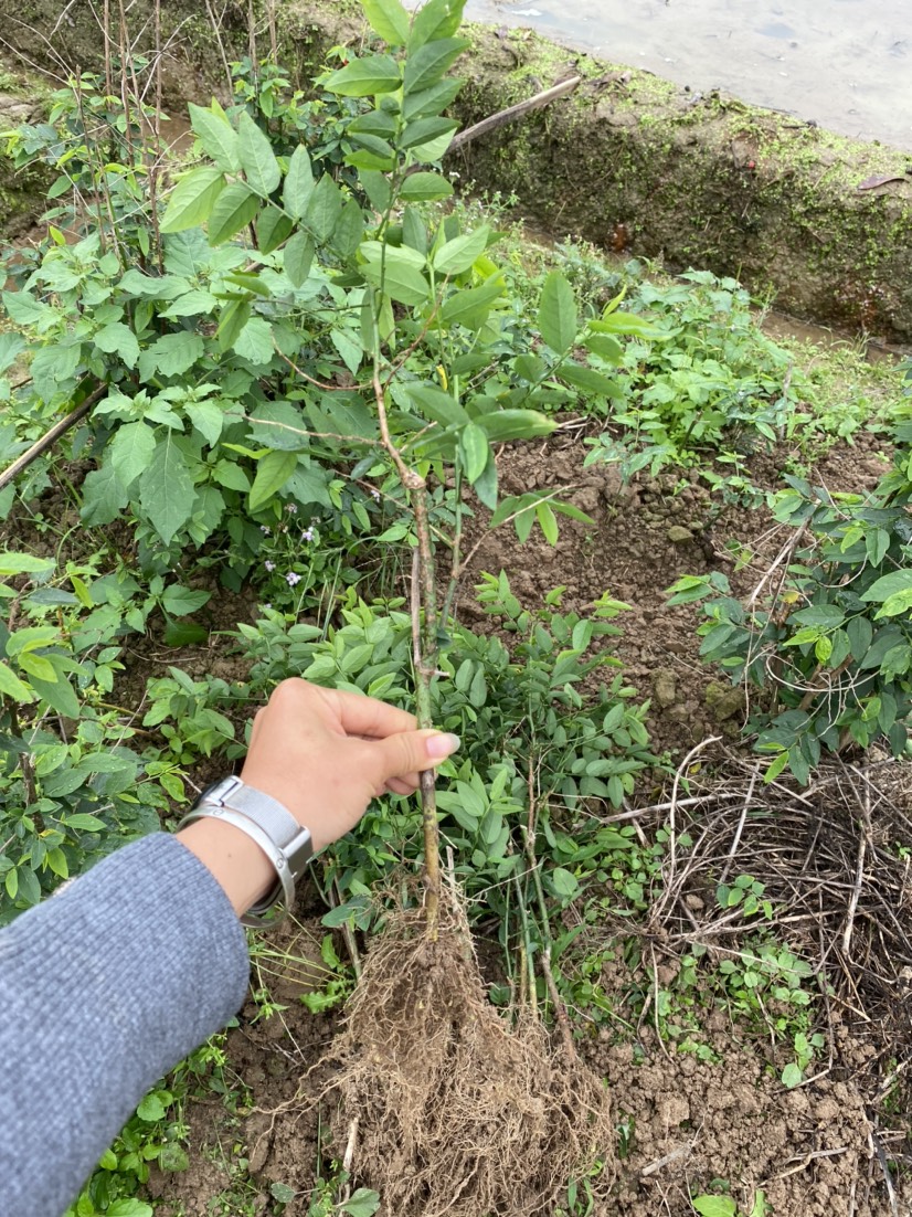 树仔菜苗五指山菜天绿香泰国枸杞越南树仔菜甜菜