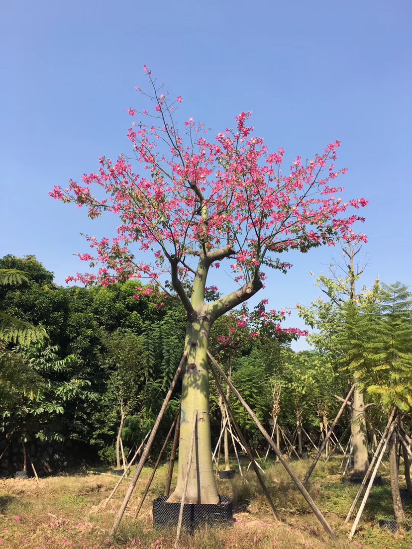 [美丽木棉批发] 木棉花树苗美丽异木棉树苗大腹木棉10