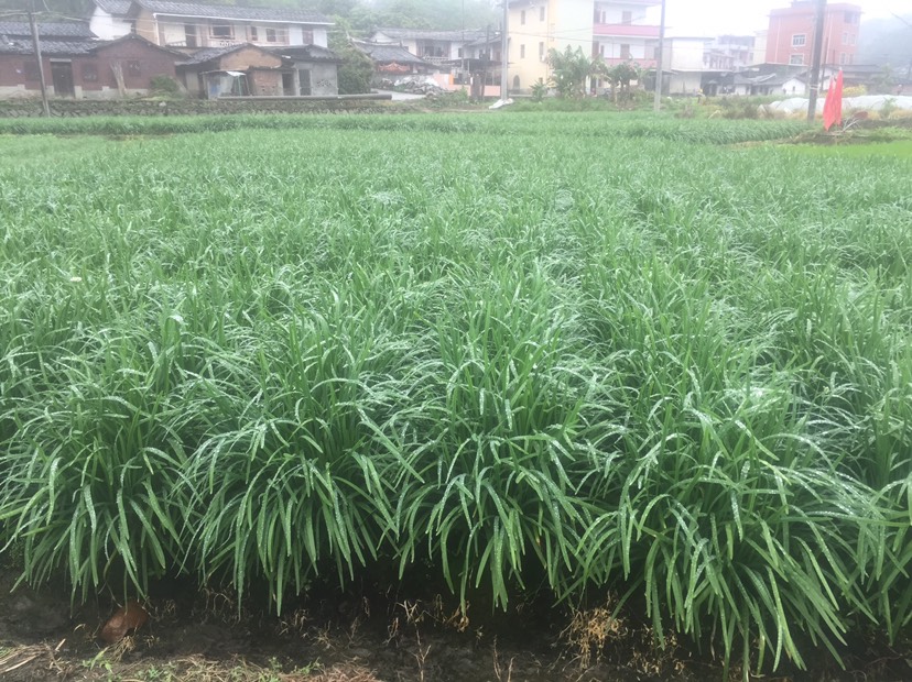 韭菜,产地直销