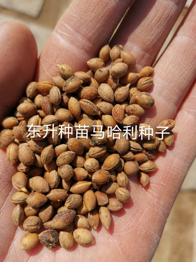 樱桃种子