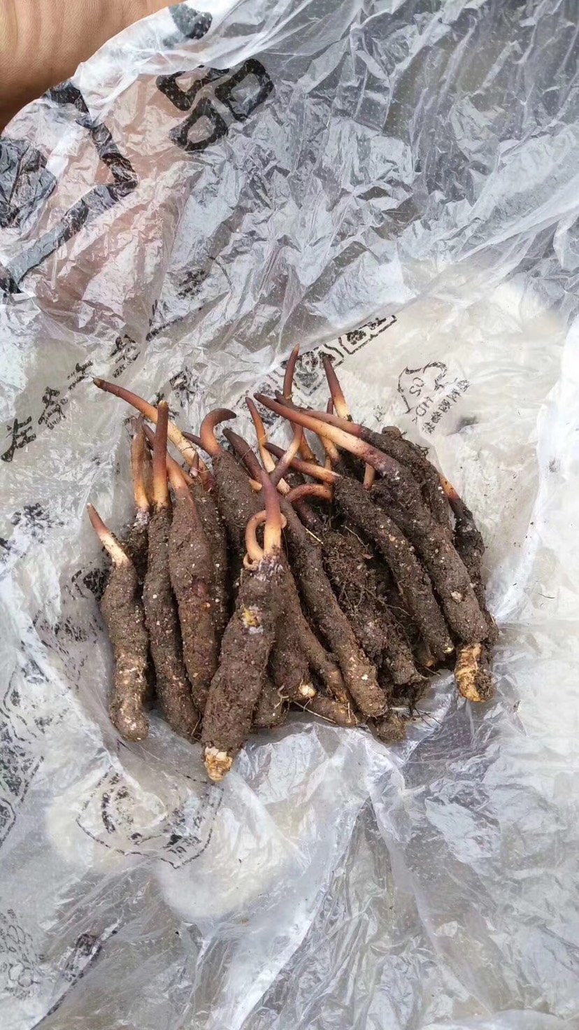 有根须 货品等级 二级 类型 2根/克 西藏林芝工布江达县,虫草