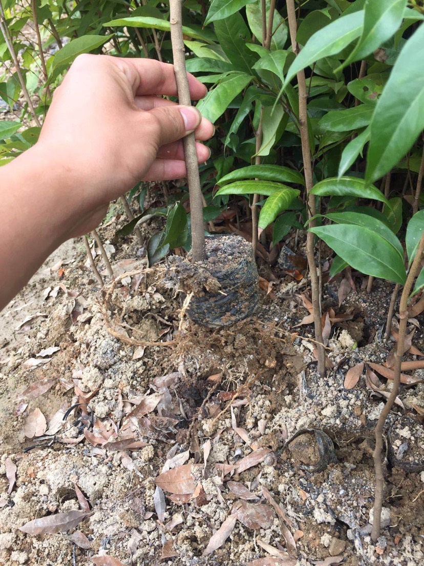 供应大厅  种子种苗  荔枝苗