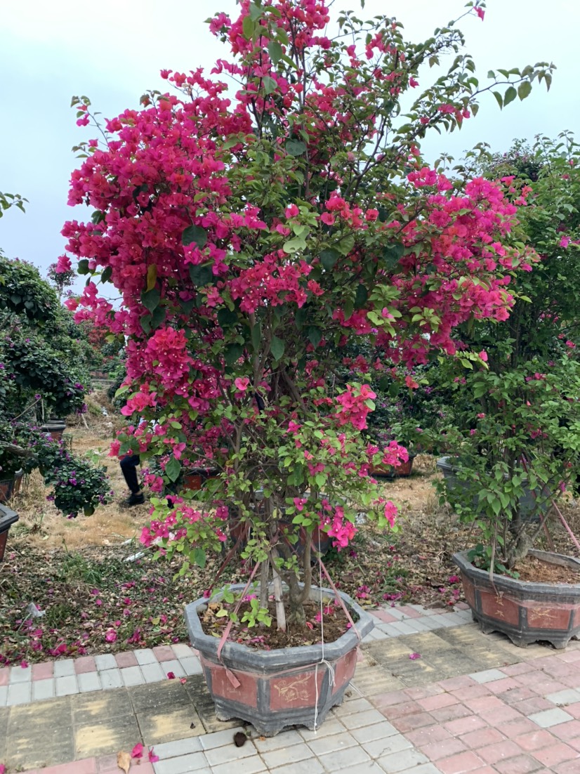 红花三角梅
