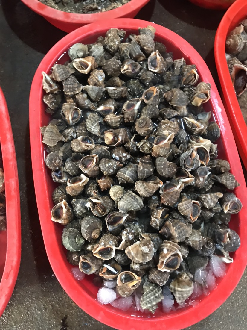 [海角螺批发] 连云港地龙海螺价格28元/斤 - 惠农网