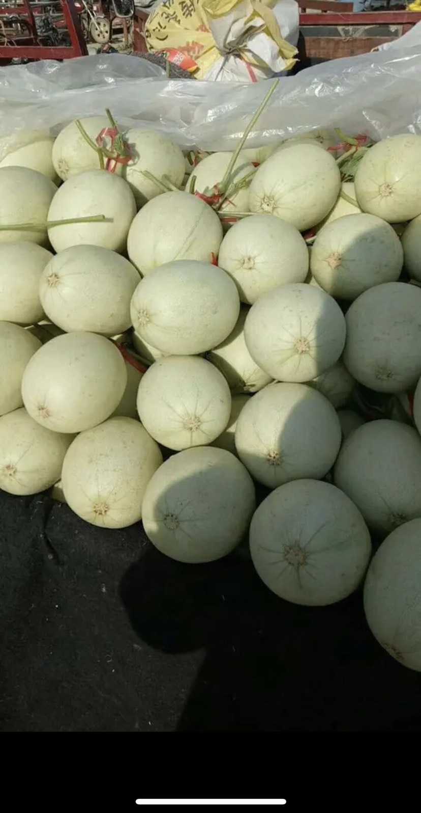 玉菇甜瓜 冰淇凌甜瓜 冰清玉菇 承接各大电商 支持一件代发