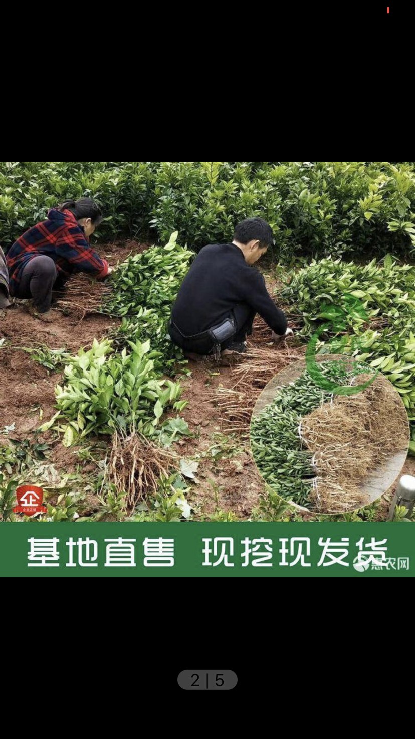 爱媛柑桔苗产量高甜度高基地直供量大从优