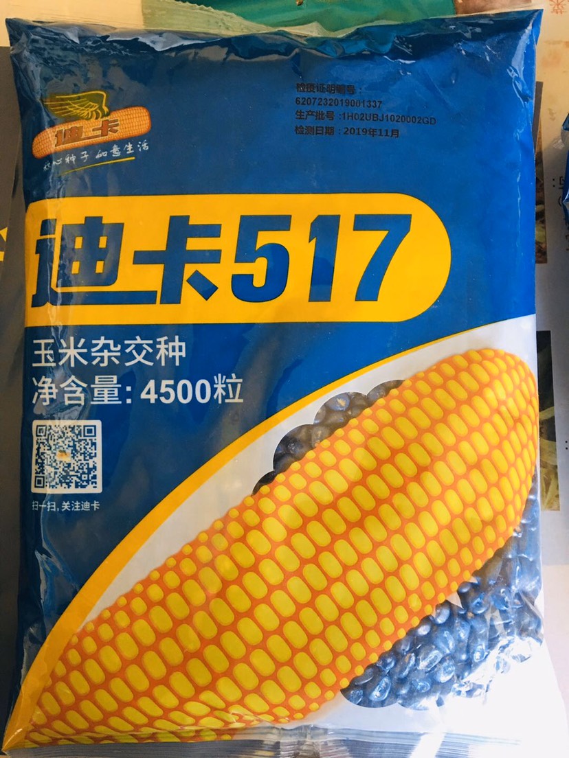 禾苗农资迪卡517玉米种子可机收粒子多颗粒饱满亩产1500