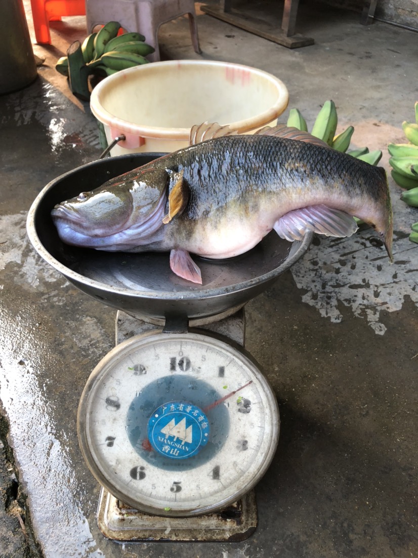 沙塘鳢 成品笋壳鱼,批发不同量不同价,不包售后