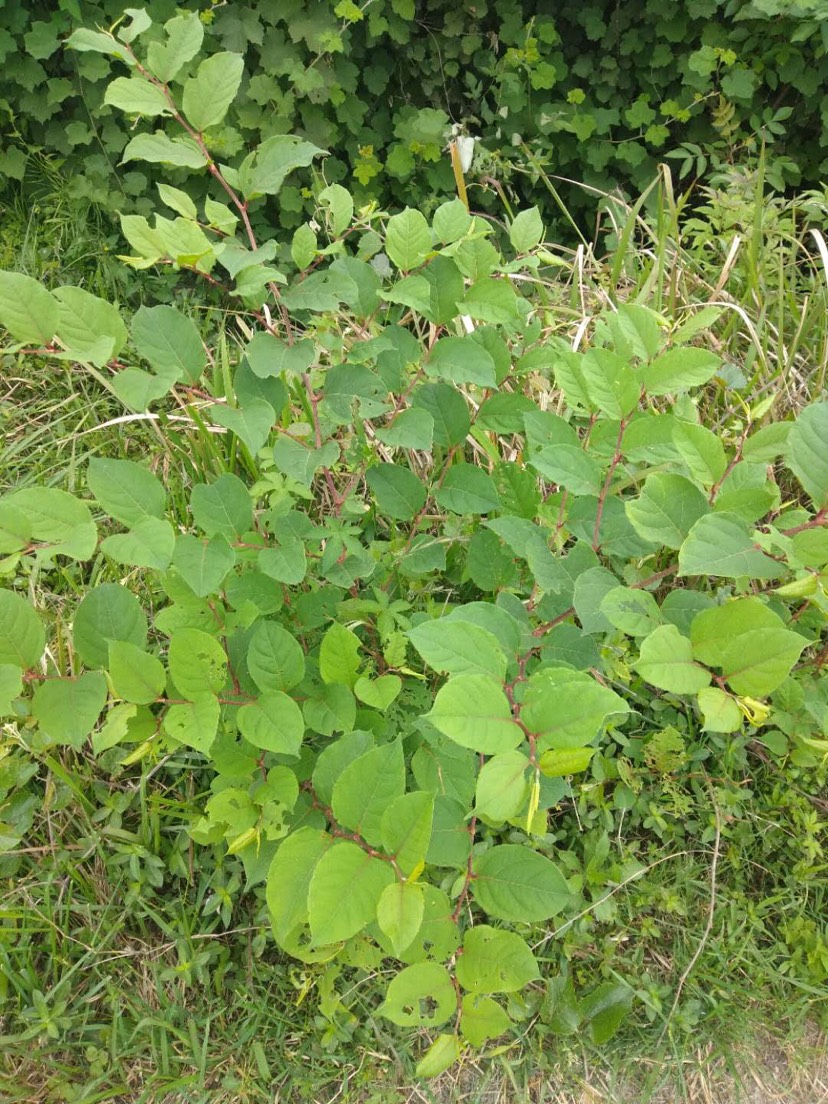 新鲜虎杖