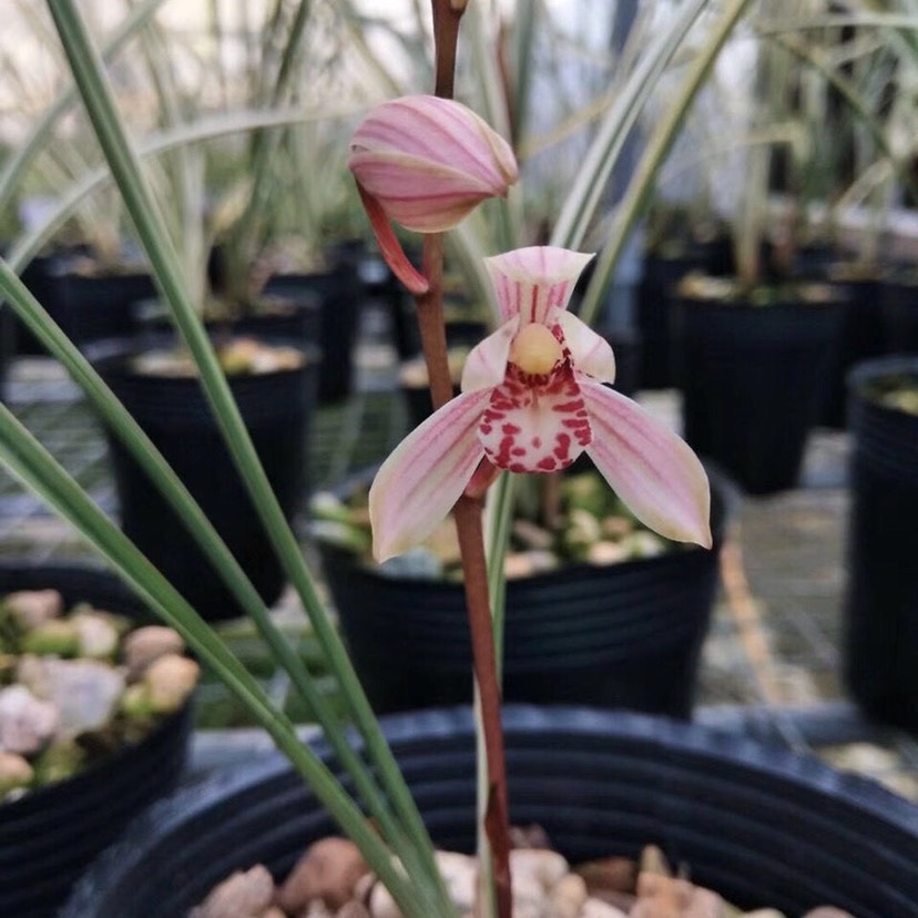 兰花苗建兰白马王子 先明中透艺草漂亮高档盆栽名贵花卉绿植景美