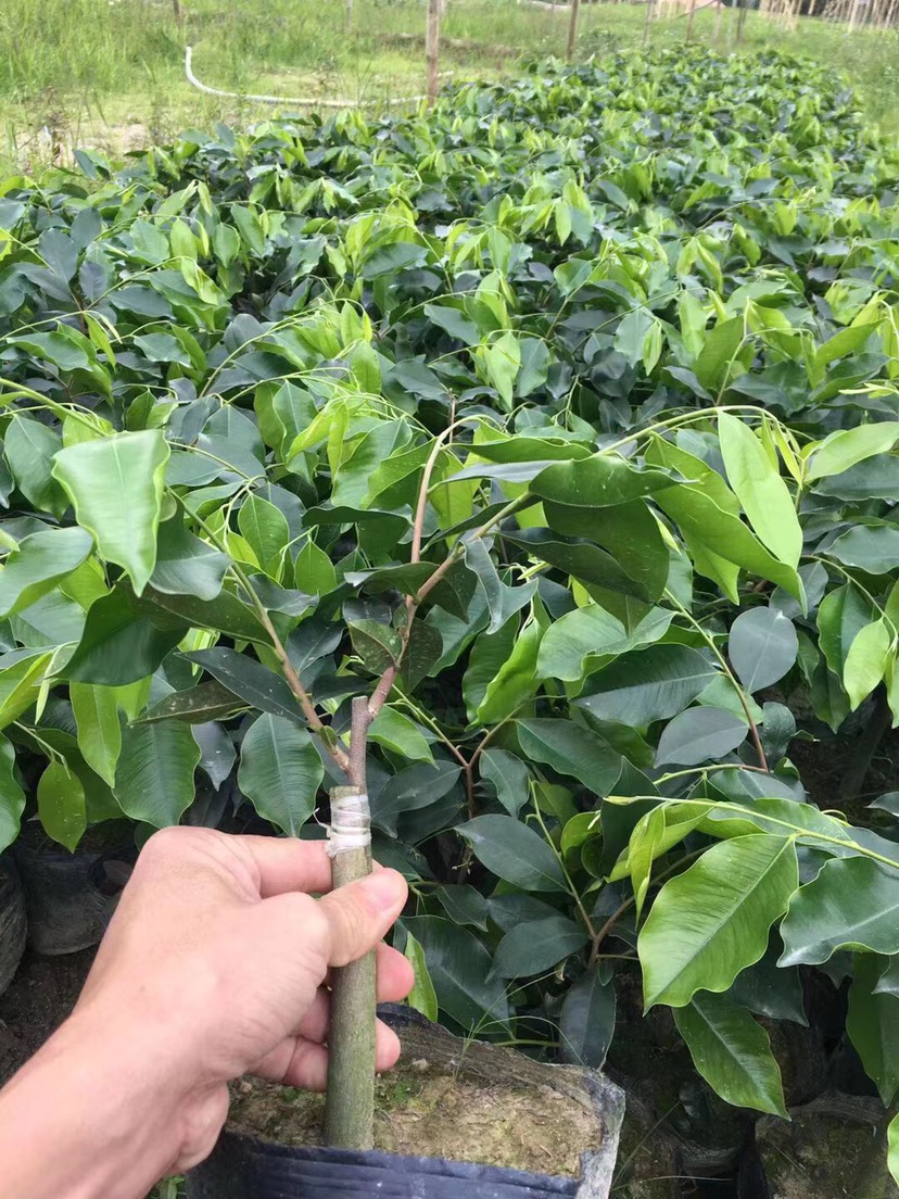 沉香苗 奇楠沉香嫁接