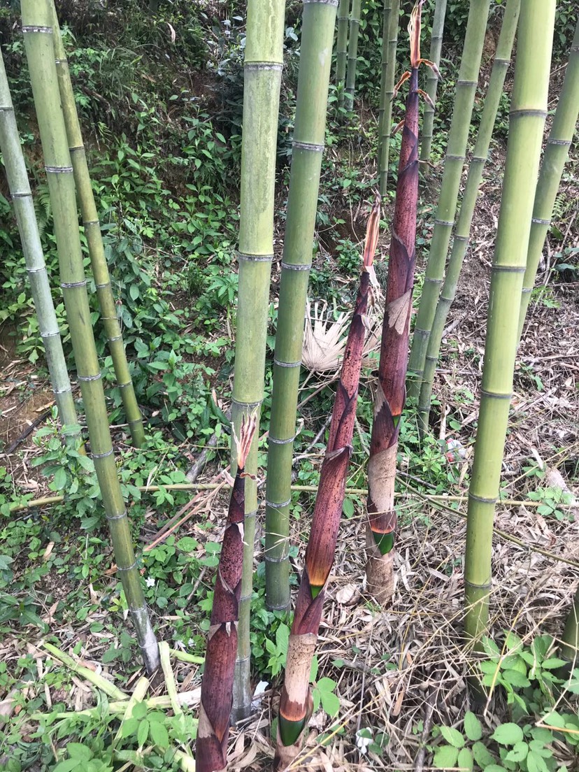 四季青竹 刚竹,淡竹,黄古竹,淡红壳竹,早竹,各种青竹多统称为:刚竹