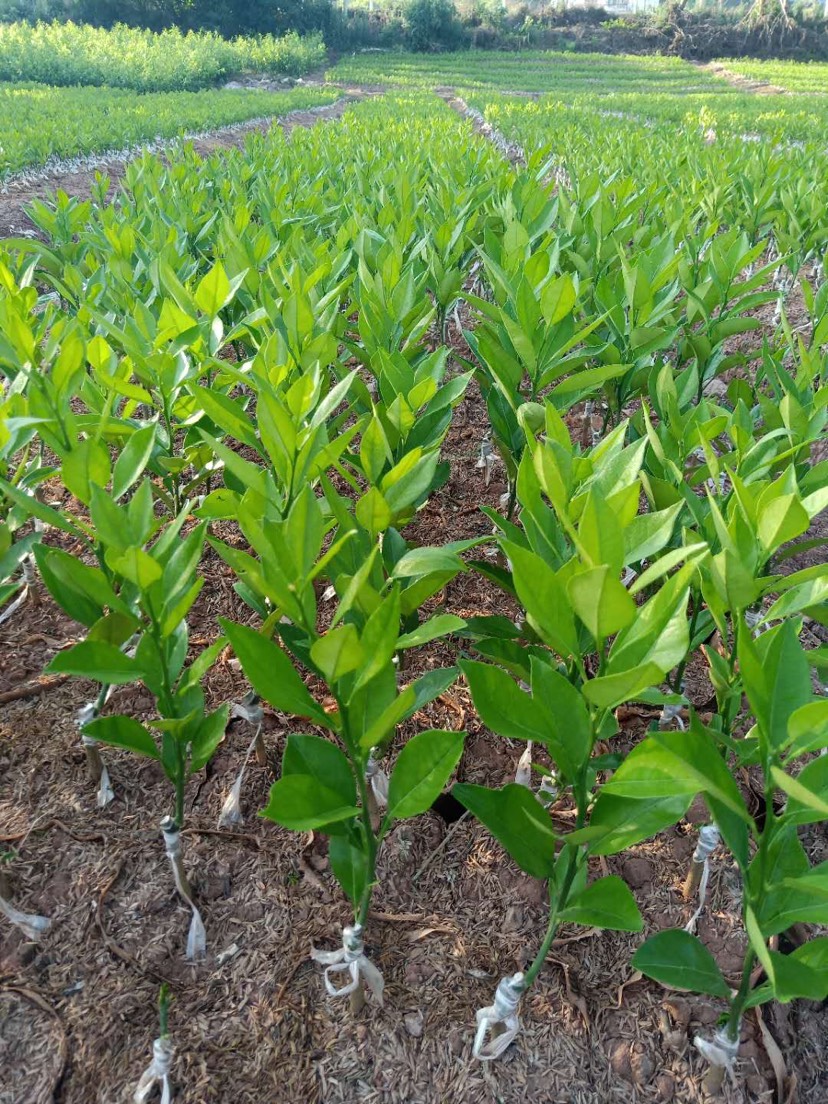 明日见柑橘苗 沃柑,爱媛,粑粑柑,砂糖橘等各种柑橘